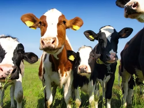 Can-dairy-products-be-green_354_40127227_0_14131012_500