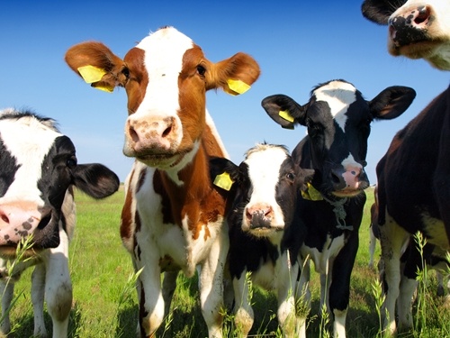 Can dairy products be green?