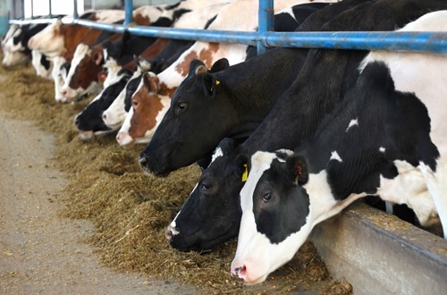 Cattle feed has to meet strict government regulations.