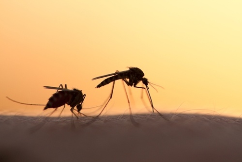 Viruses spread around the world by mosquitoes hurt supply chains.